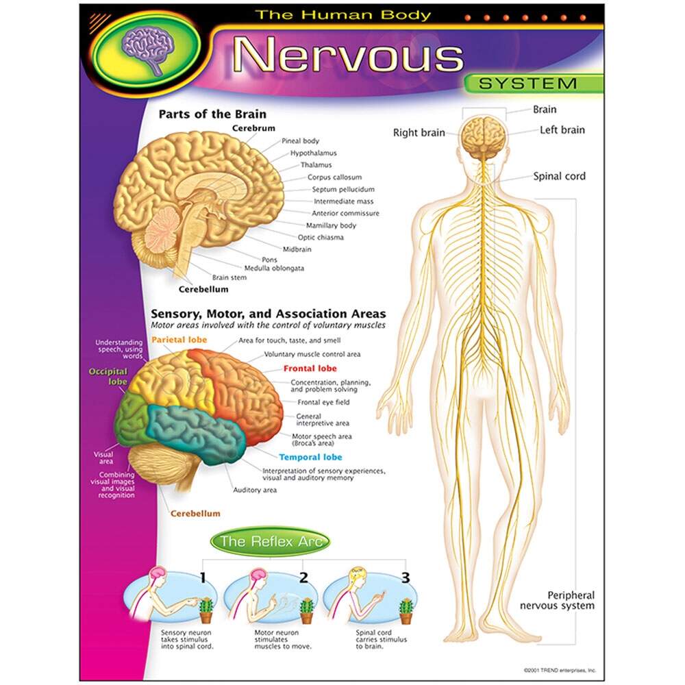 Chart Nervous System T 38089 Trend Enterprises Inc