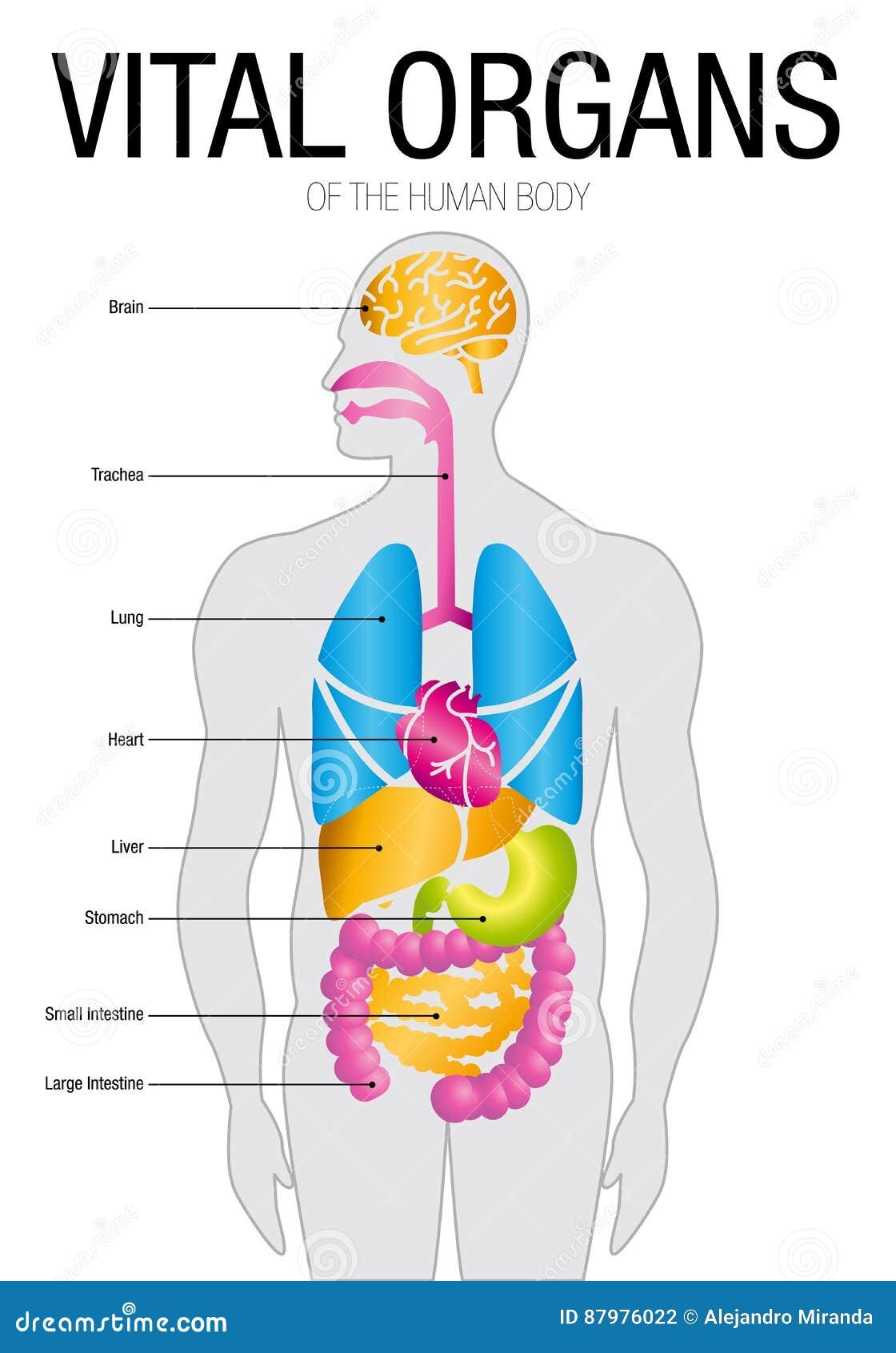 Chart Of VITAL ORGANS With Parts Name Size 21cm X 30cm Stock Vector Illustration Of Abdominal Esophagus 87976022