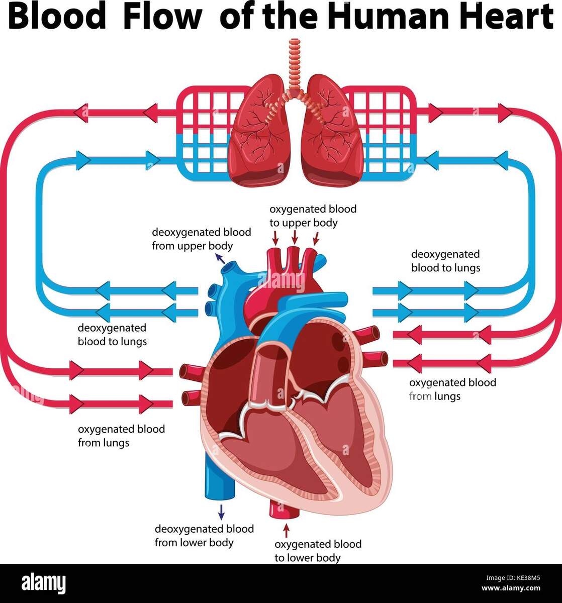 Chart Showing Blood Flow Of Human Heart Illustration Stock Vector Image Art Alamy Chart Showing Blood Flow Of Human Heart Illustration Stock Vector Image Art Alamy