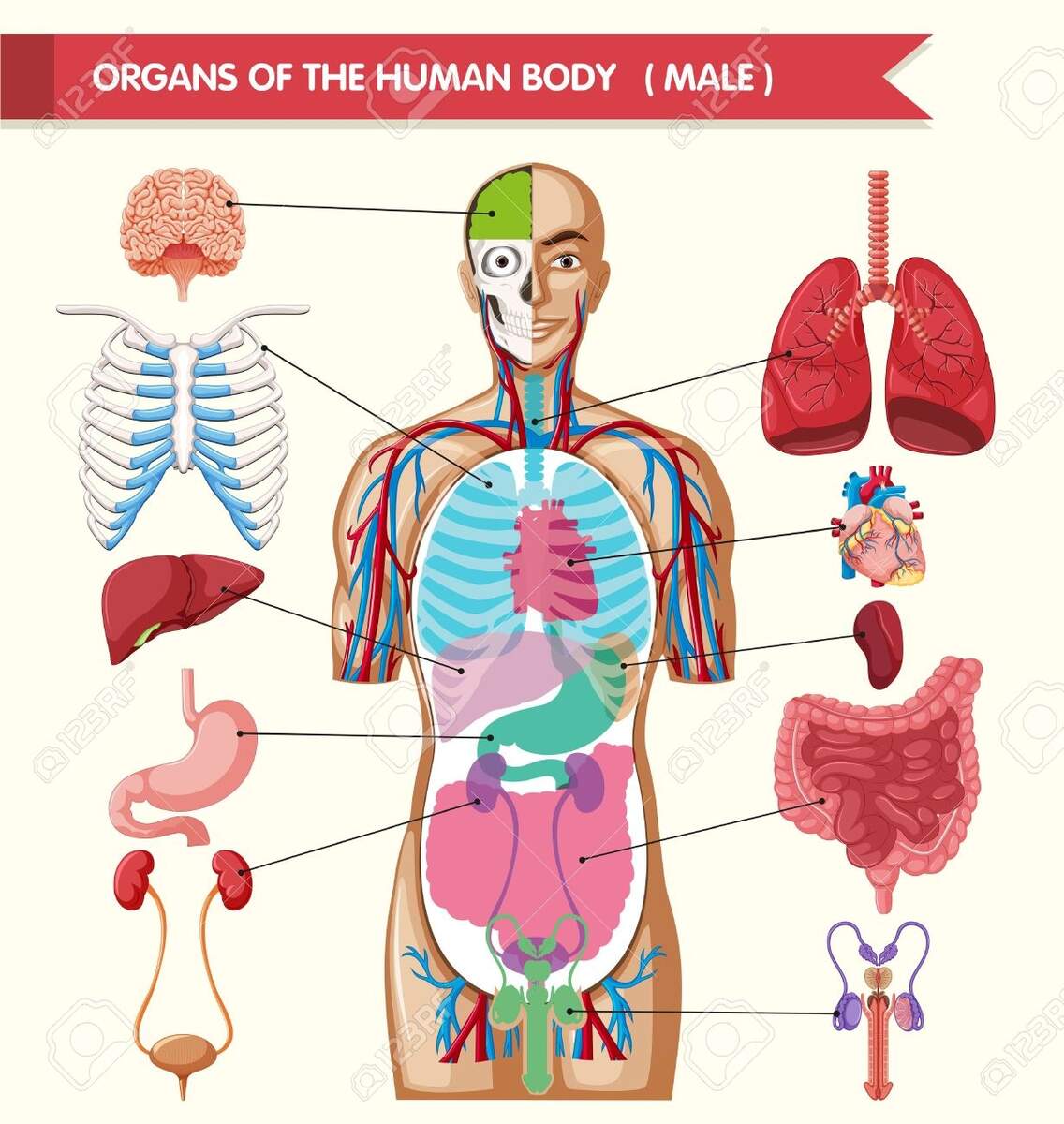 Chart Showing Organs Of Human Body Illustration Royalty Free SVG Cliparts Vectors And Stock Illustration Image 59930689 Chart Showing Organs Of Human Body Illustration Royalty Free SVG Cliparts Vectors And Stock Illustration Image 59930689