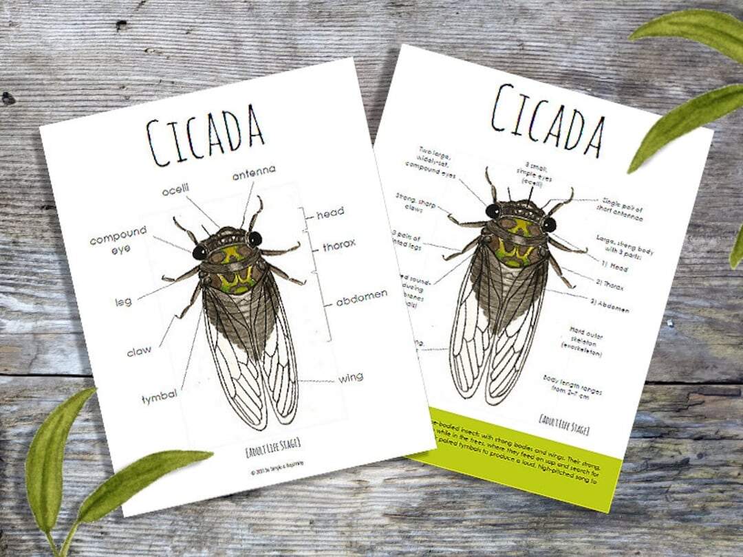 Cicada Anatomy Pack Homeschool Printable Nature Study Etsy Cicada Anatomy Pack Homeschool Printable Nature Study Etsy