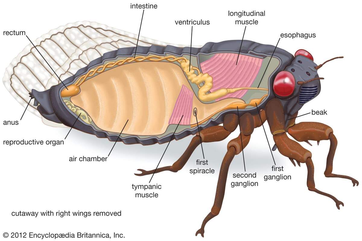 Cicada Sound Shell Life Cycle Map Facts Britannica Cicada Sound Shell Life Cycle Map Facts Britannica