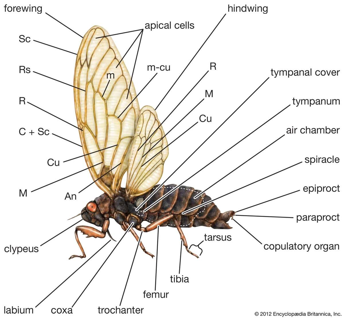 Cicada Sound Shell Life Cycle Map Facts Britannica