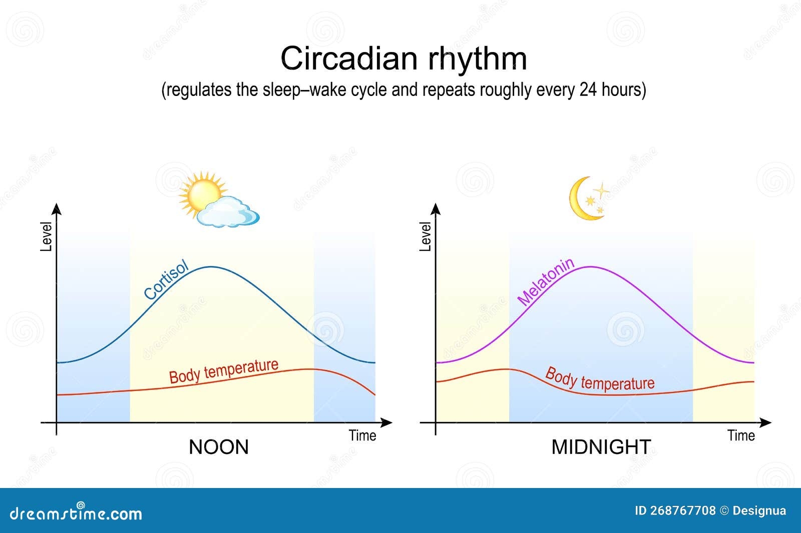 Circadian Rhythm Body Temperature Cortisol And Melatonin Stock Vector Illustration Of Night Midnight 268767708