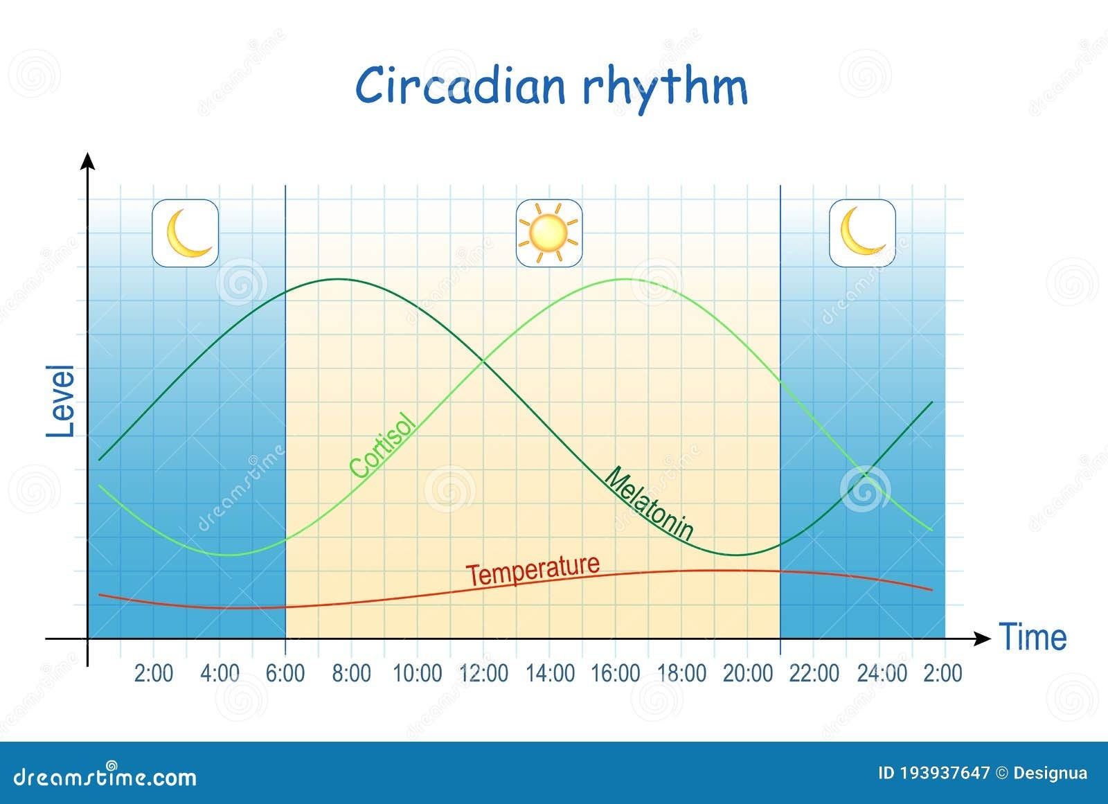 Circadian Rhythm Diagram Of Melatonin And Cortisol Hormones Level Stock Vector Illustration Of Hour Human 193937647