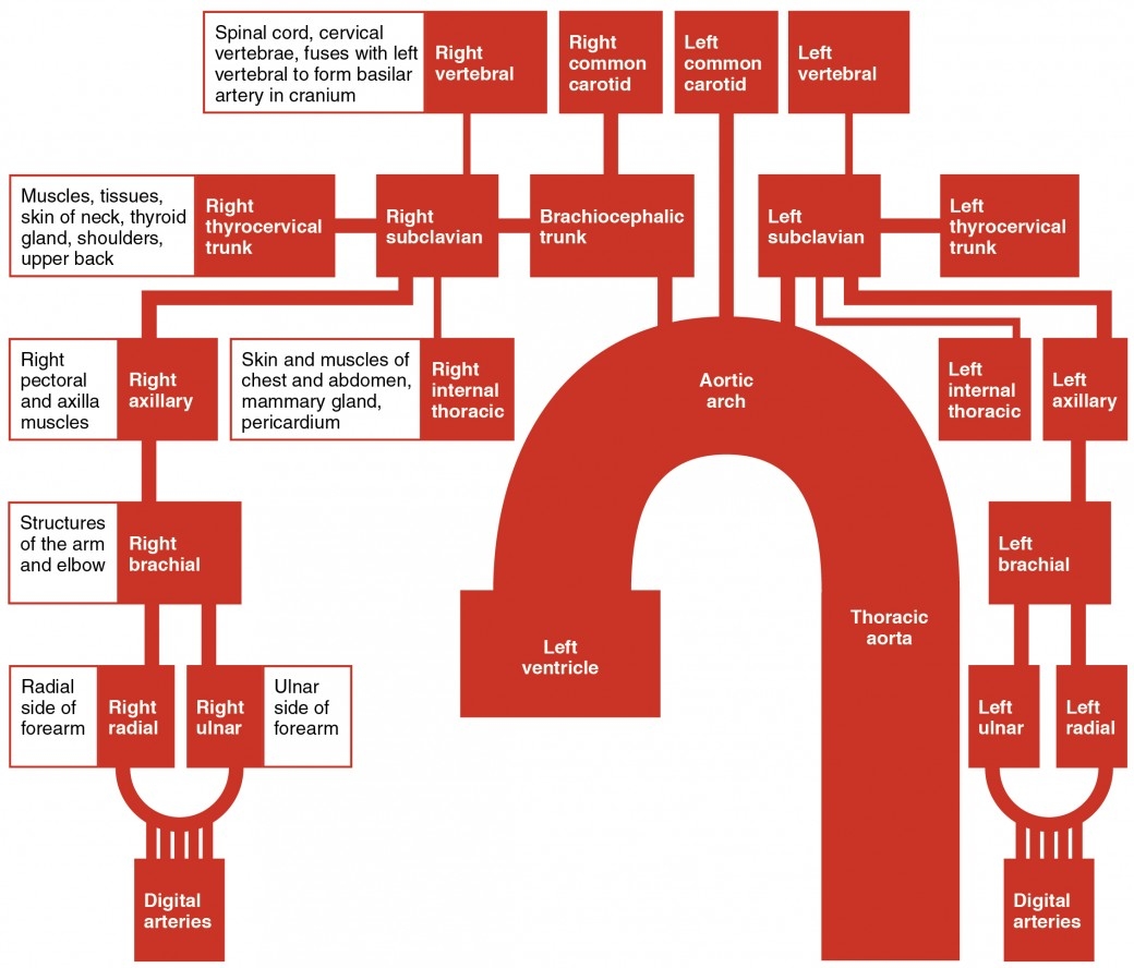 Circulatory Pathways Anatomy And Physiology II
