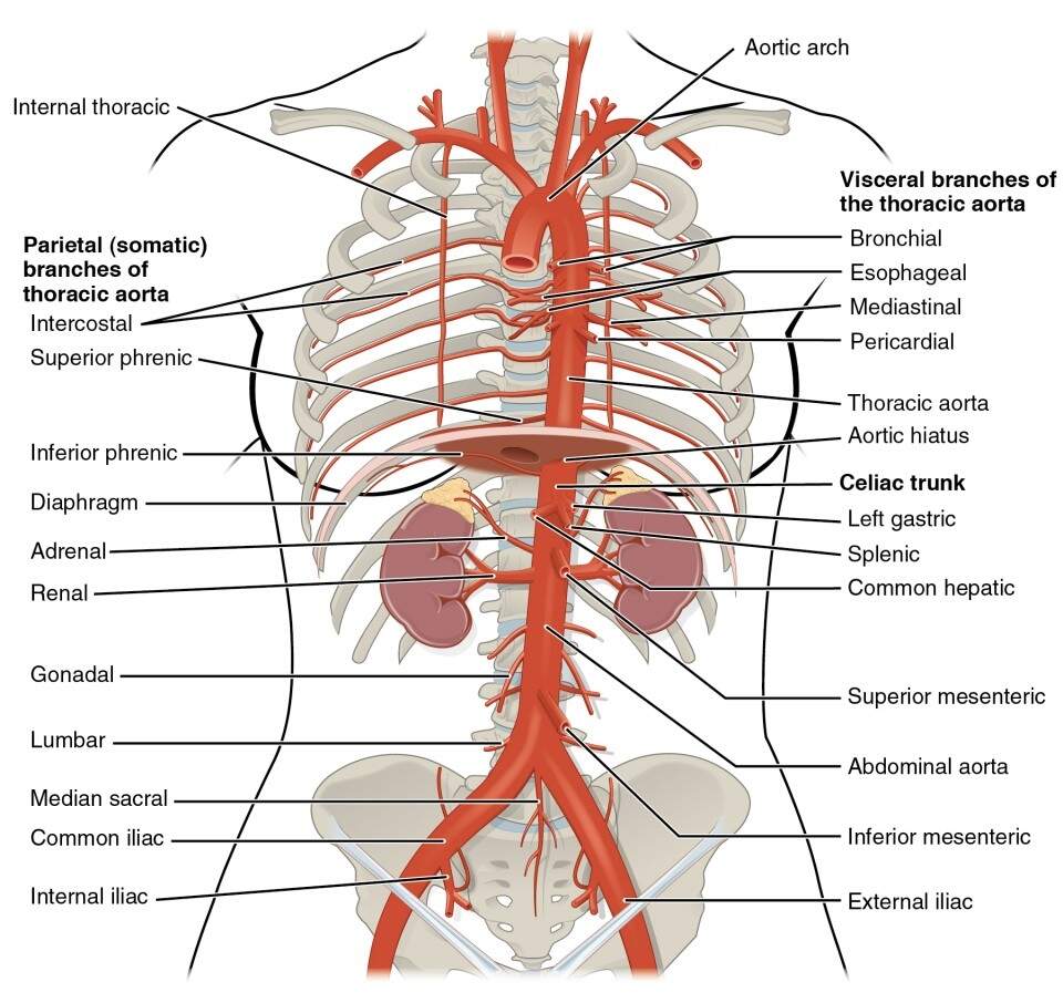 Circulatory Pathways Anatomy And Physiology II