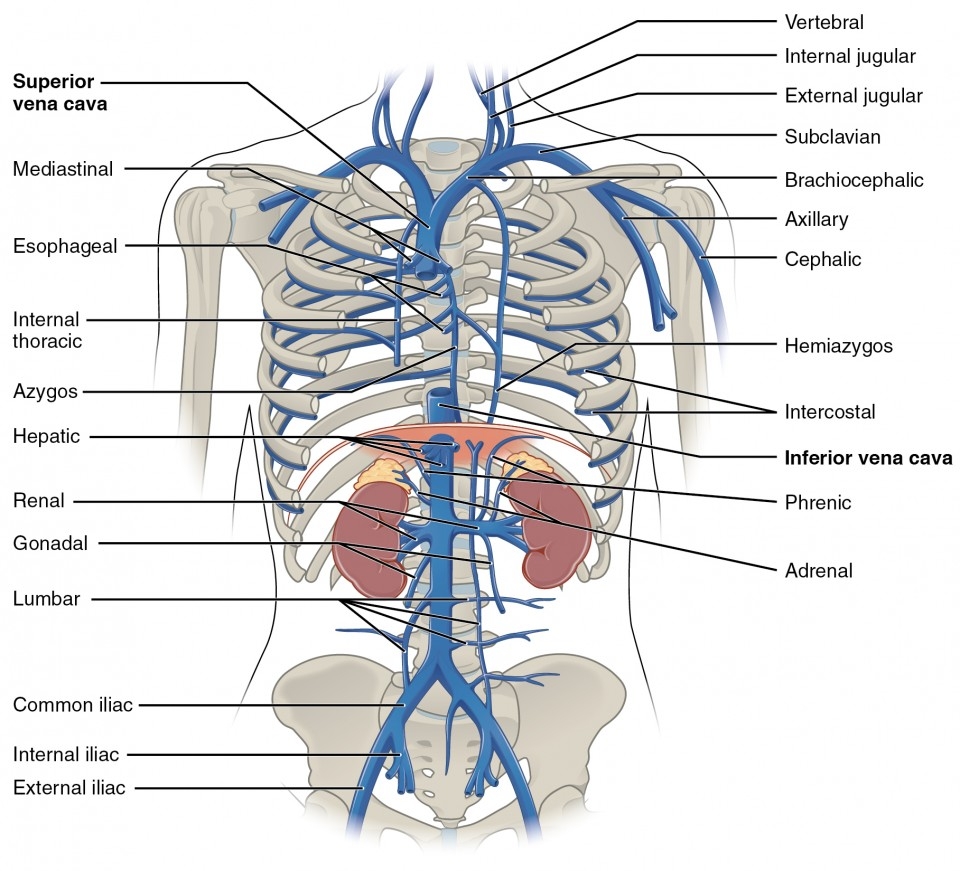 Circulatory Pathways Anatomy And Physiology II