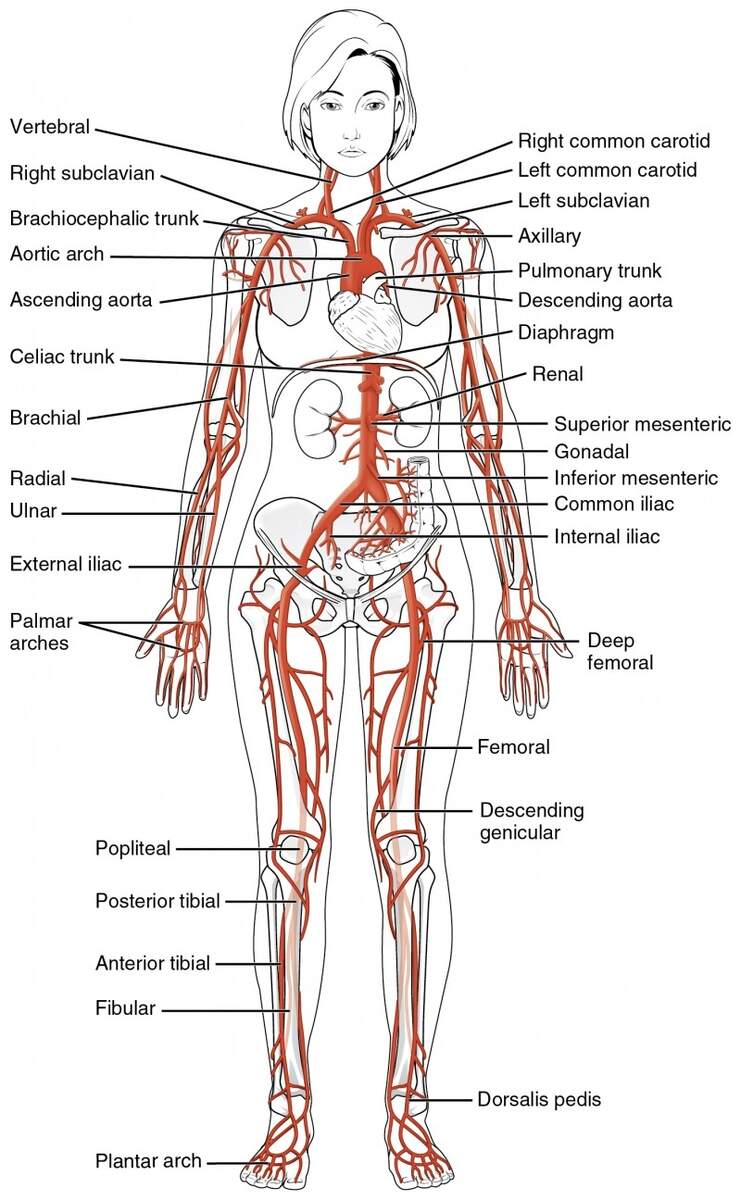 Circulatory Pathways Anatomy And Physiology II Blood Flow Through Heart Lungs And Body Gross Anatomy Flashcards Ditki Medical And Biological Sciences