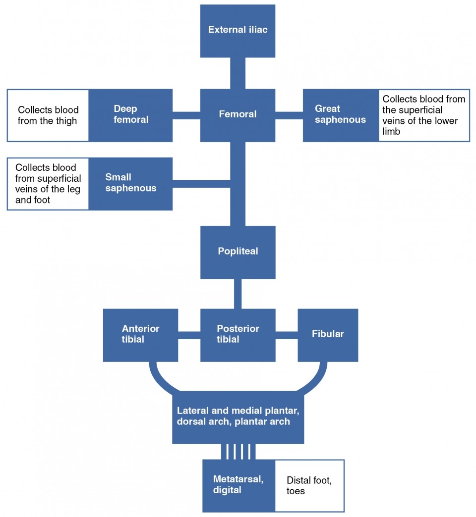 Circulatory Pathways Anatomy And Physiology II