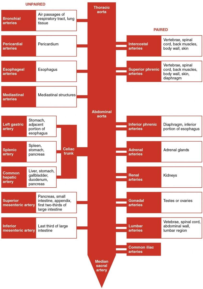 Circulatory Pathways Anatomy And Physiology II