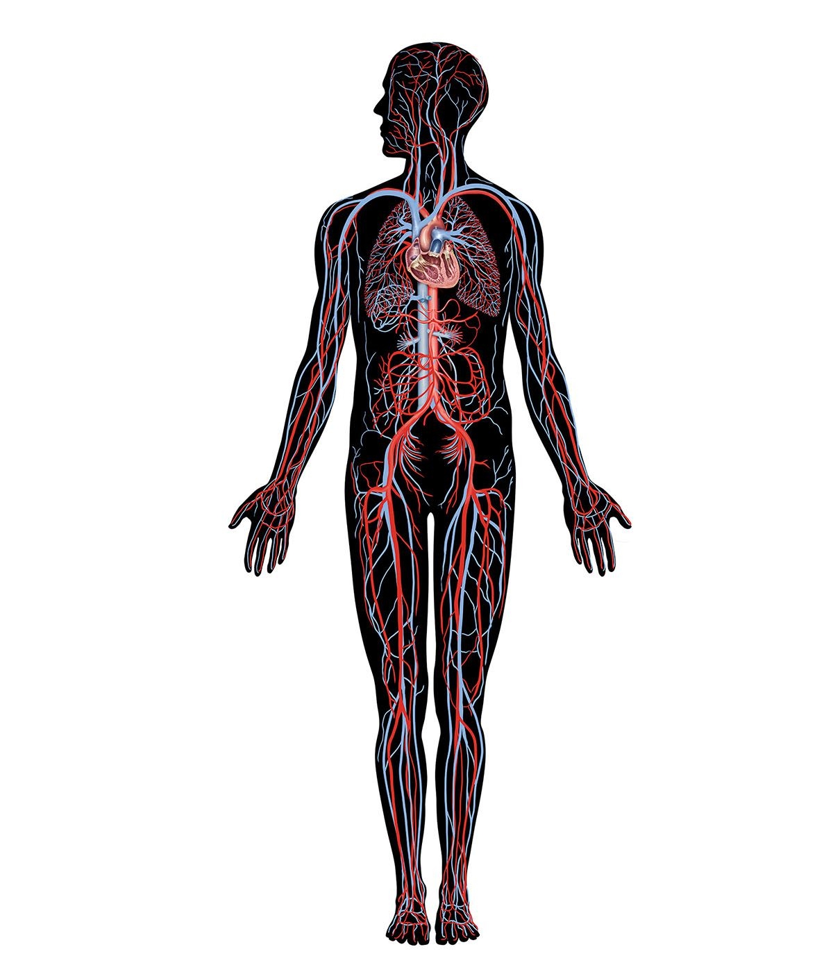 Circulatory System Anatomy Functions Parts Invertebrate Circulatory System Human Circulatory System Facts Britannica Circulatory System Anatomy Functions Parts Invertebrate Circulatory System Human Circulatory System Facts Britannica