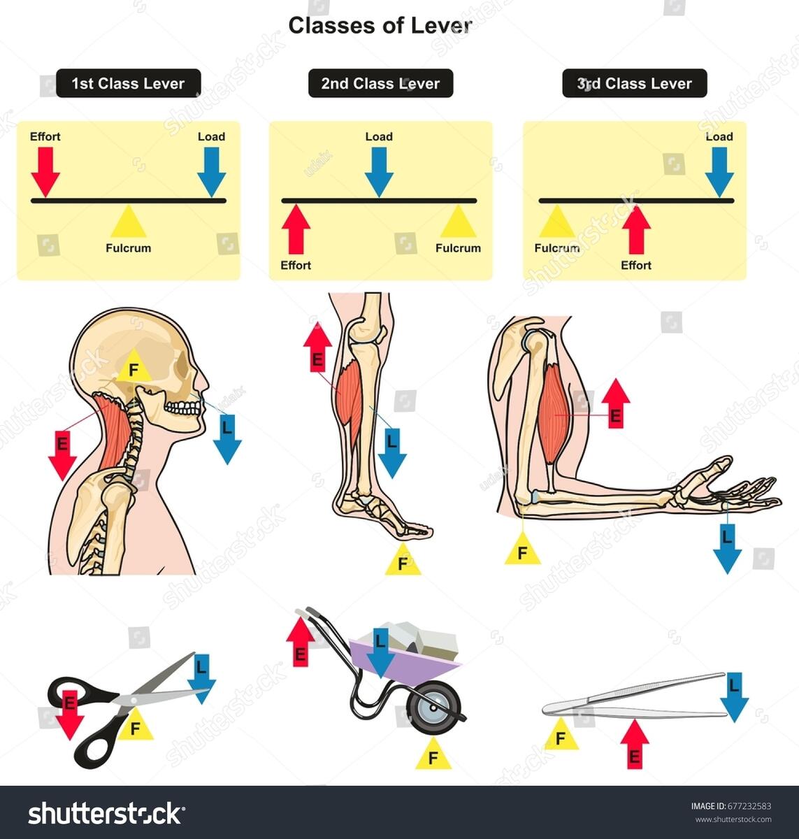 Classes Lever Infographic Diagram Showing Parts Stock Vector Royalty Free 677232583 Shutterstock