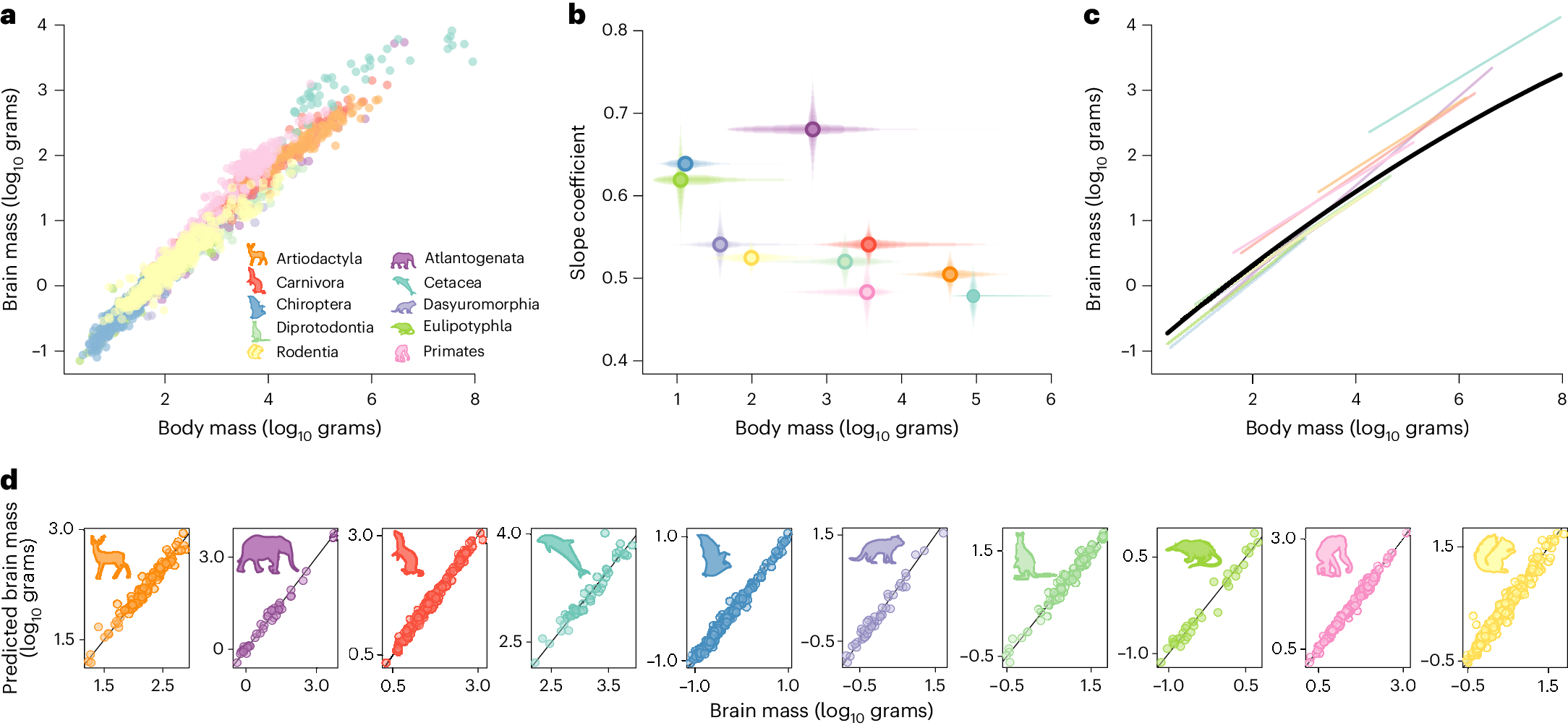 Co Evolutionary Dynamics Of Mammalian Brain And Body Size Nature Ecology Evolution Co Evolutionary Dynamics Of Mammalian Brain And Body Size Nature Ecology Evolution