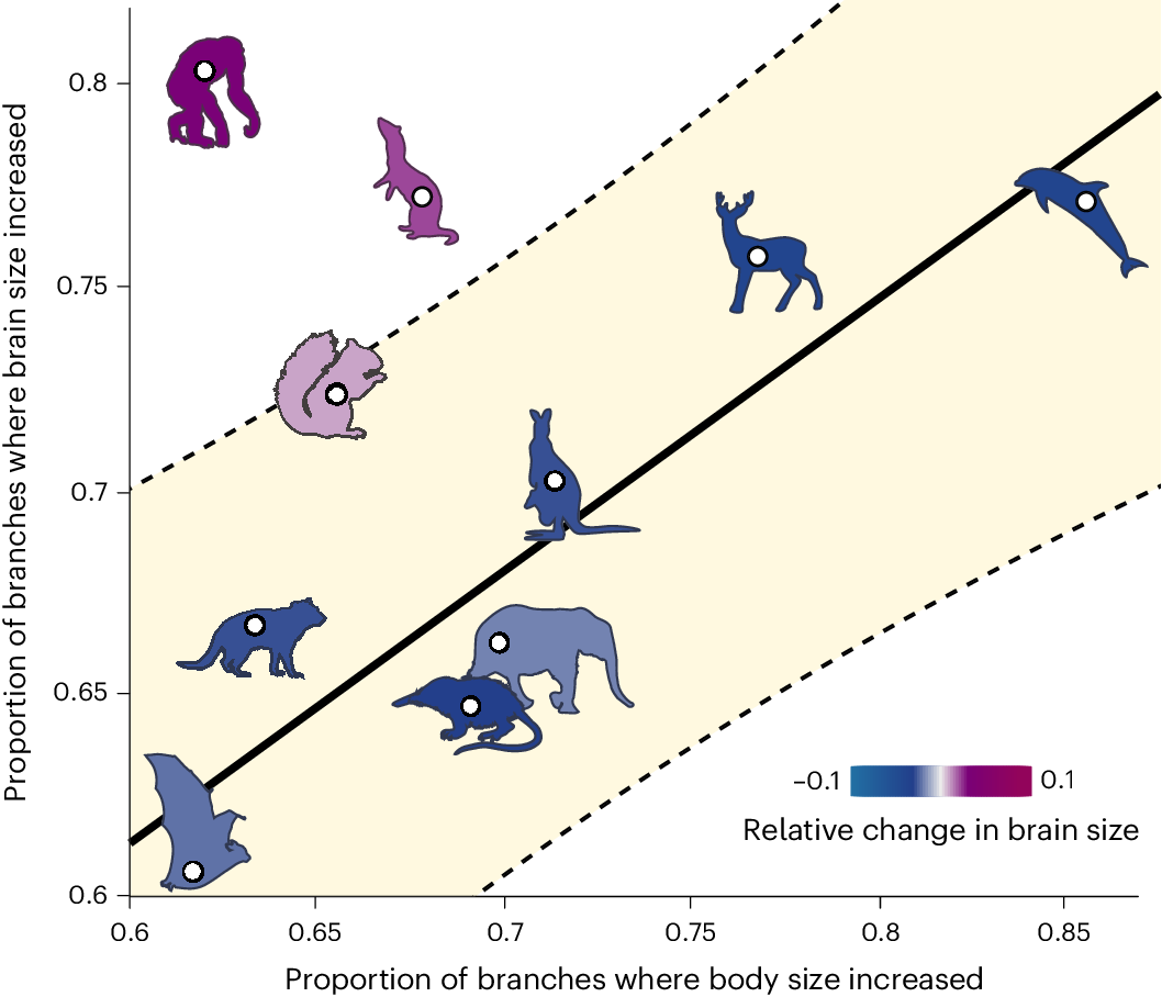 Co Evolutionary Dynamics Of Mammalian Brain And Body Size Nature Ecology Evolution Co Evolutionary Dynamics Of Mammalian Brain And Body Size Nature Ecology Evolution