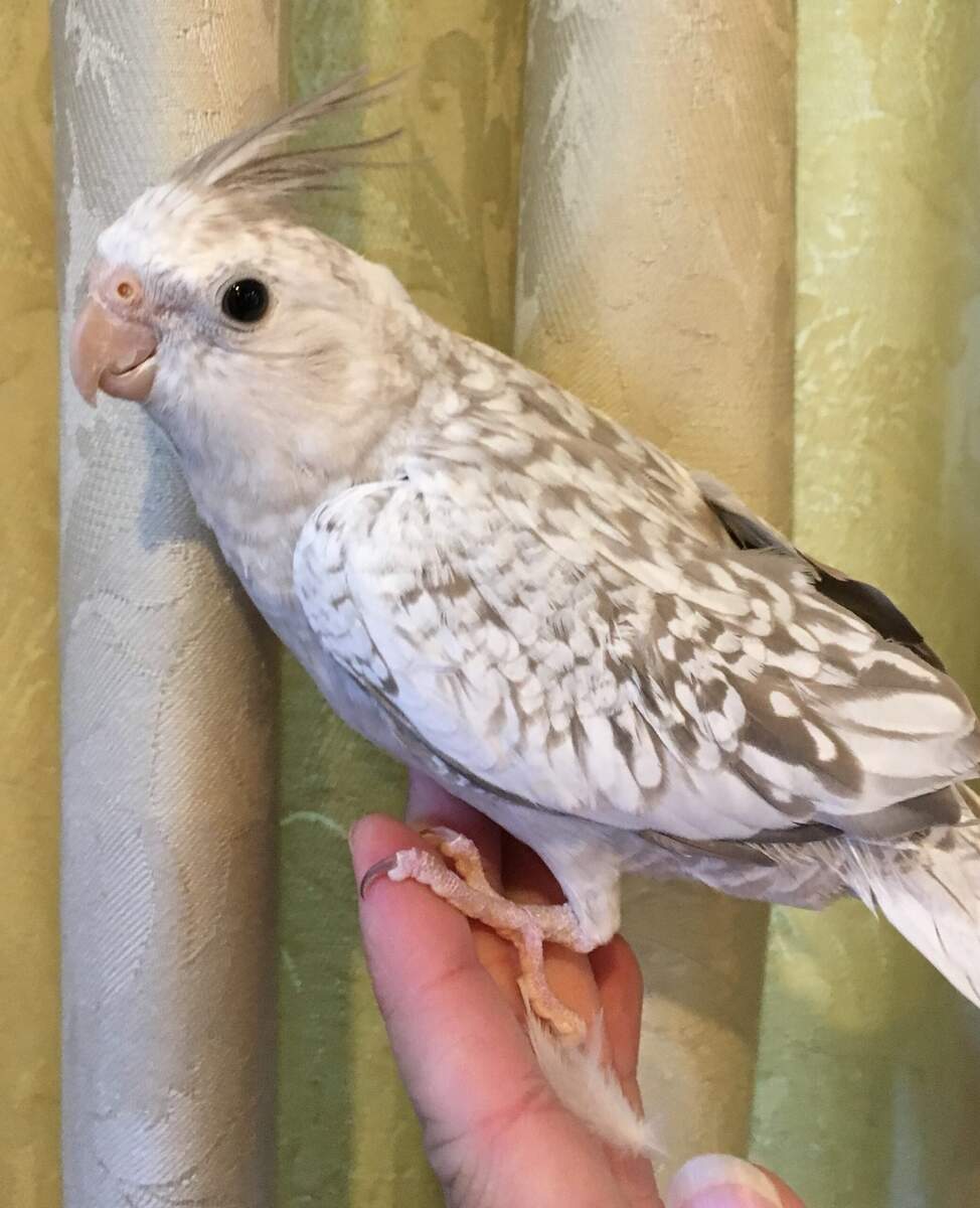 Cockatiels Feisty Feathers