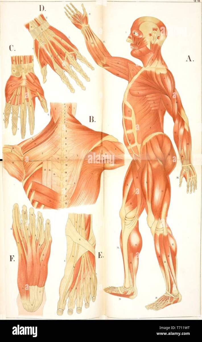 Amazon Palace Learning Vintage Muscular System Anatomical Chart Human Muscle Anatomy Poster LAMINATED 18 X 24 Palace Learning Industrial Scientific