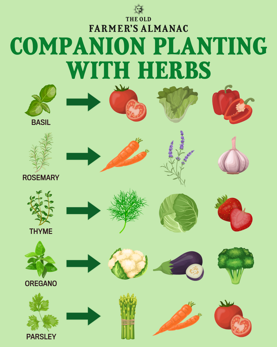 Companion Planting Herbs Best Herbs To Plant Together The Old Farmer S Almanac