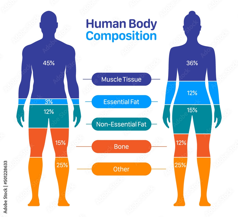Comparison Of Healthy Male And Female Body Composition Human Body Composition Chart Vector Illustration Stock Vector Adobe Stock