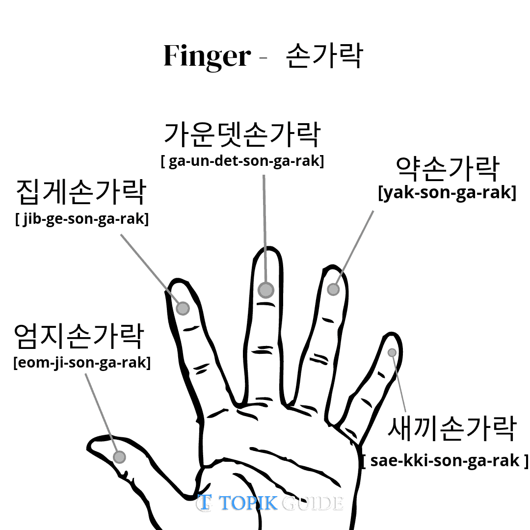 Complete List Of Body Parts Vocabulary In Korean TOPIK GUIDE