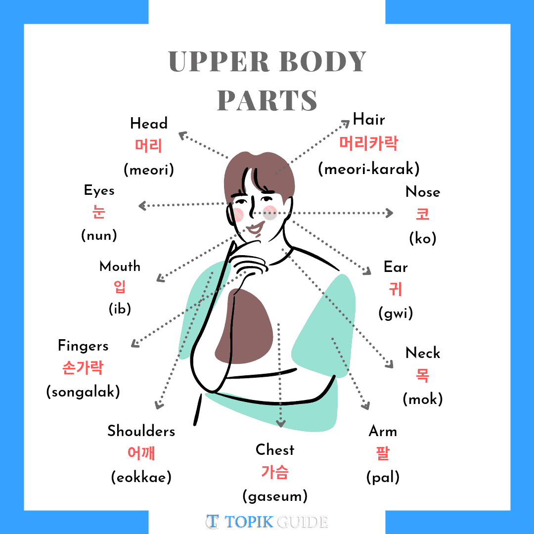 Complete List Of Body Parts Vocabulary In Korean TOPIK GUIDE