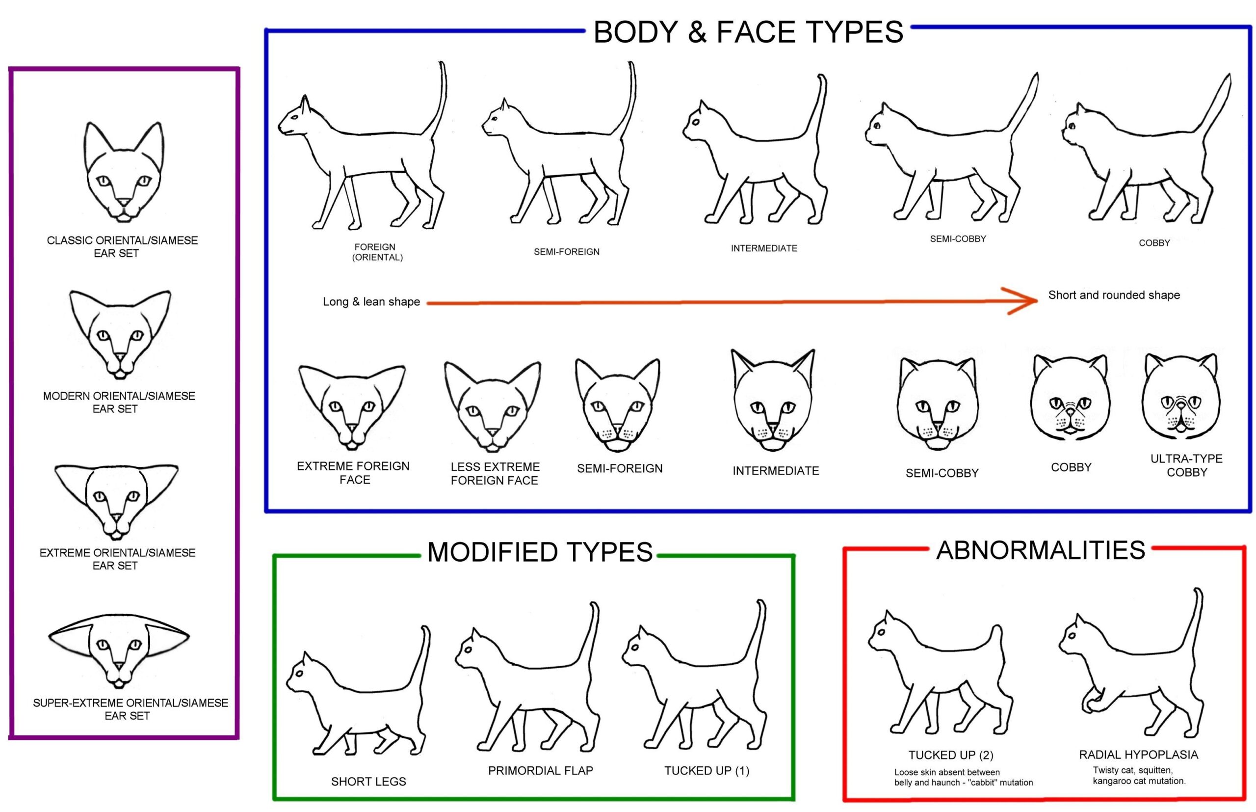 CONFORMATION CHARTS