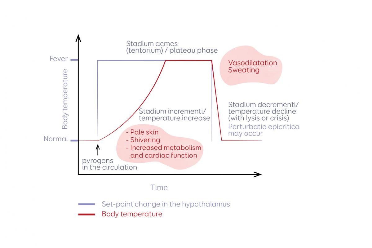 Course And Stages Of Natural Optimal Fever FeverFriend Course And Stages Of Natural Optimal Fever FeverFriend