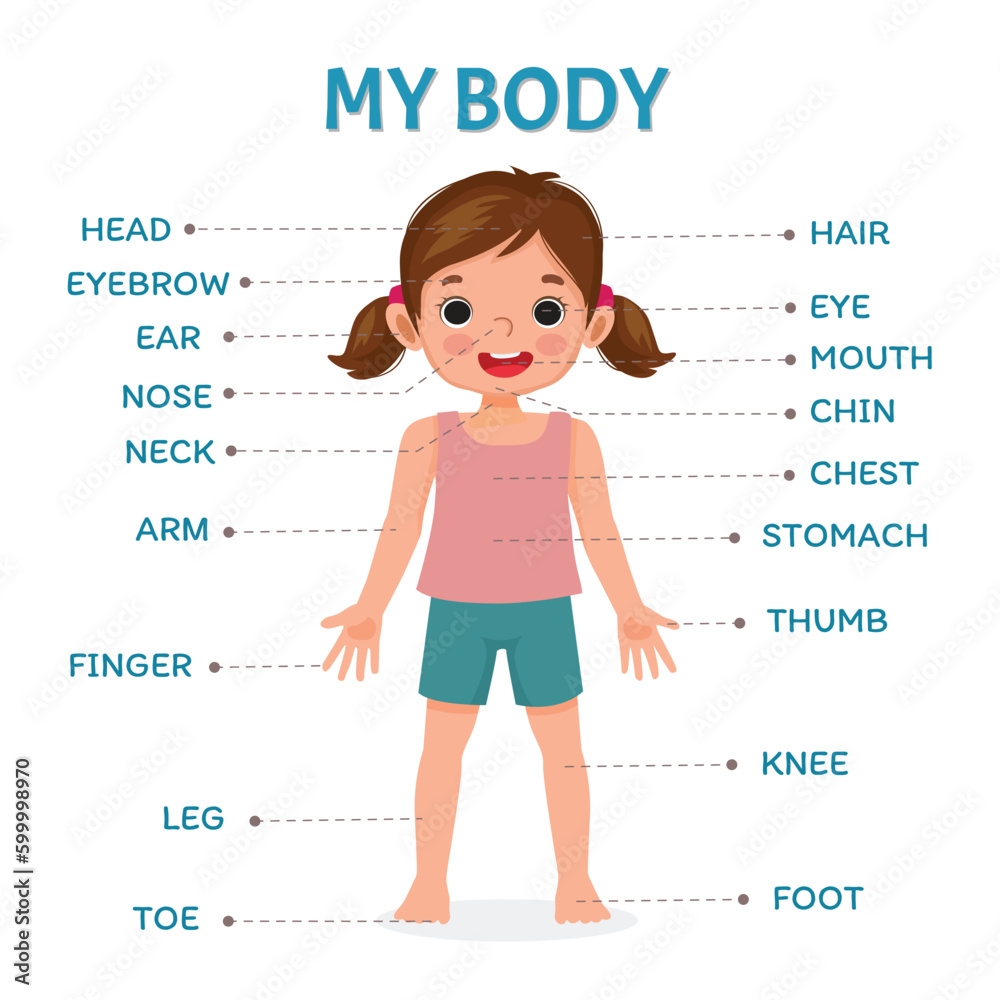Parts Of The Body Chart Human Body Parts Poster Picture For Kids Learning