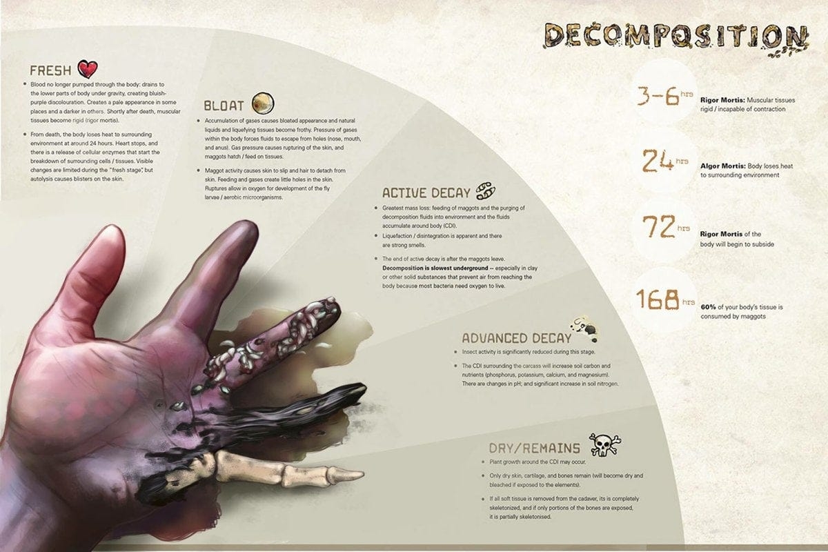 Decaying Corpses 101 Inhumation Exhumation And Rehumation By Whitney Dirks PhD Humans Did What Medium Decaying Corpses 101 Inhumation Exhumation And Rehumation By Whitney Dirks PhD Humans Did What Medium