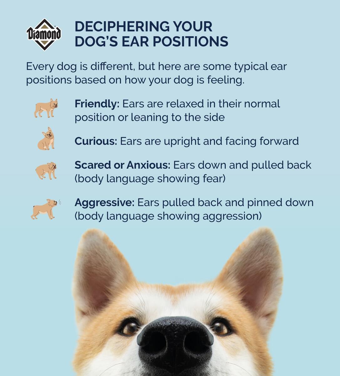 Deciphering Your Dog S Ear Positions