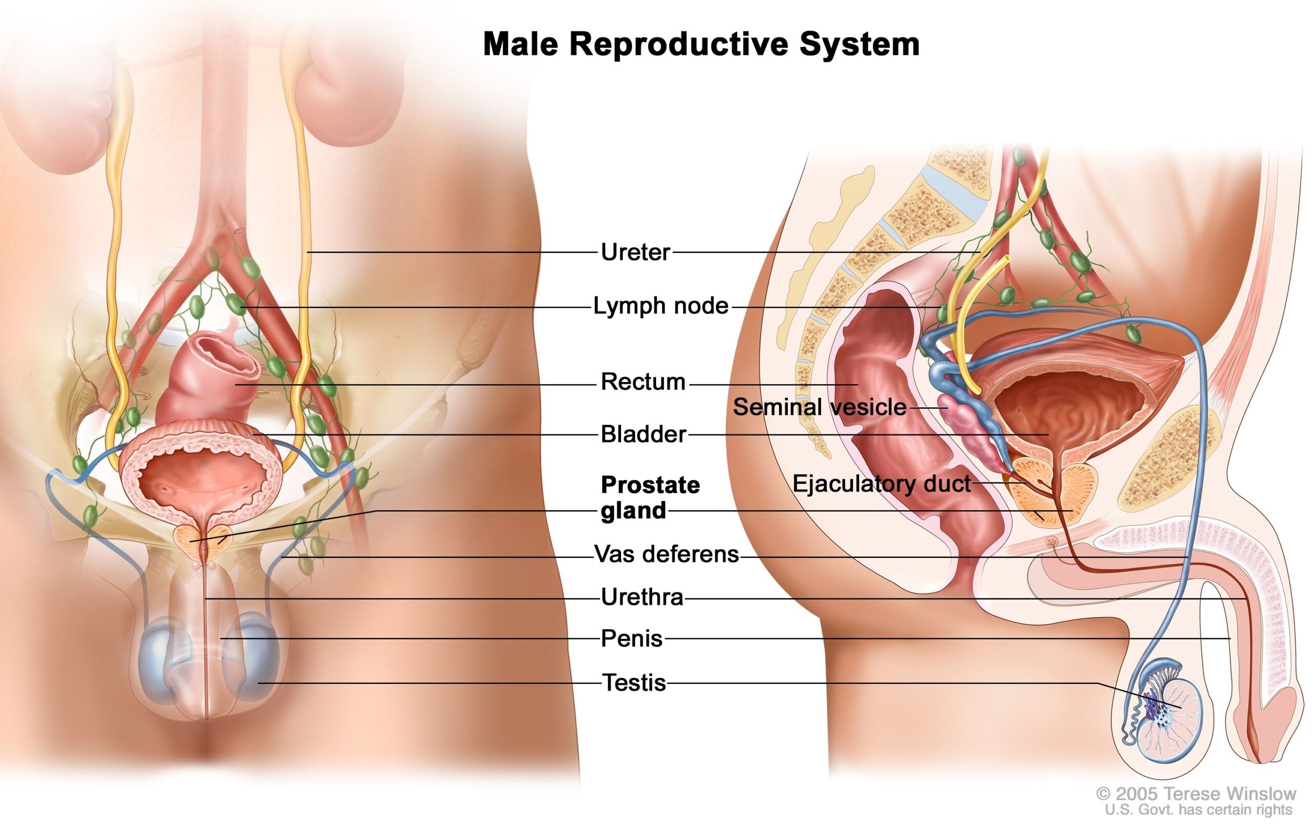 Definition Of Reproductive System NCI Dictionary Of Cancer Terms NCI