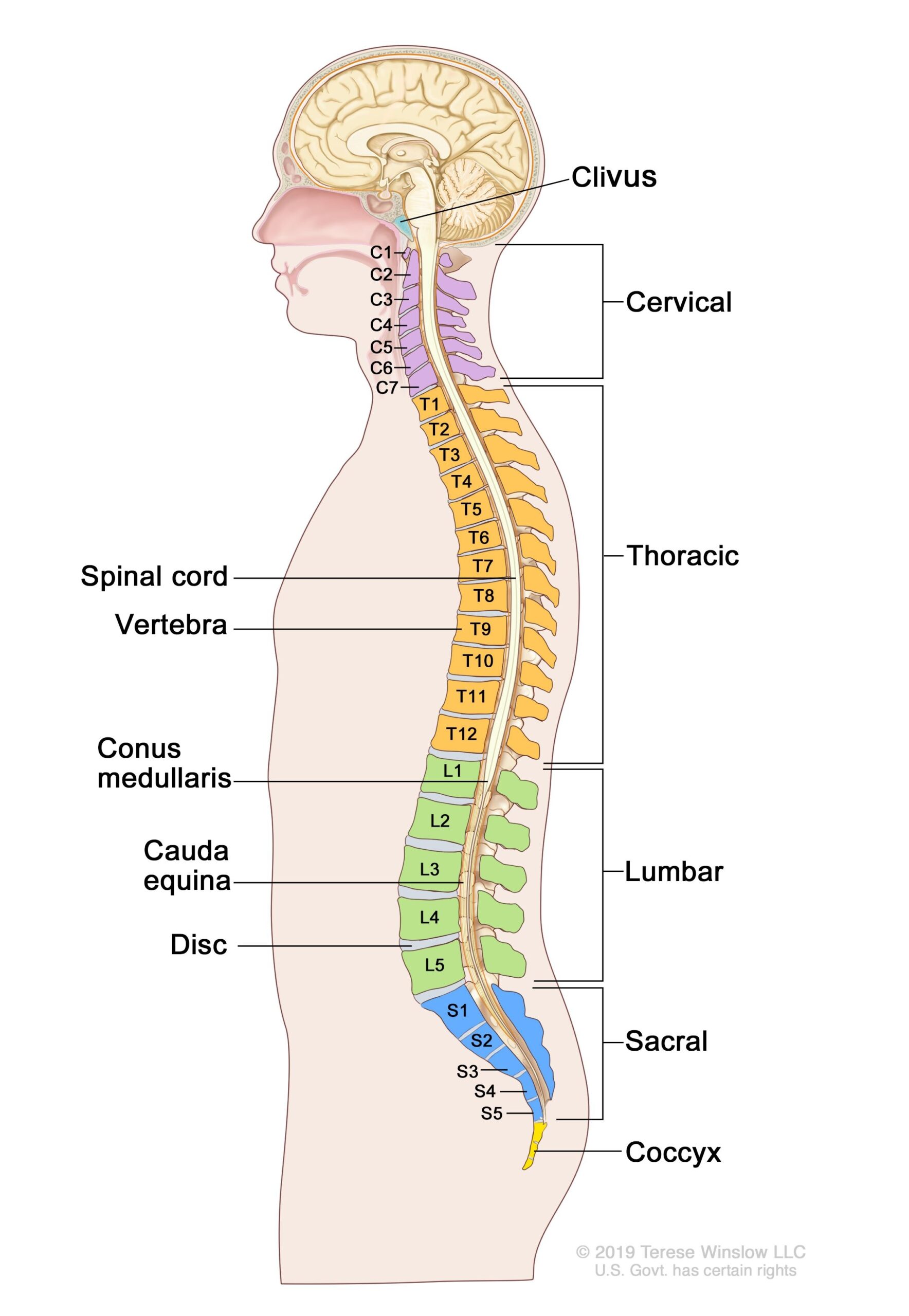 Definition Of Spinal Column NCI Dictionary Of Cancer Terms NCI