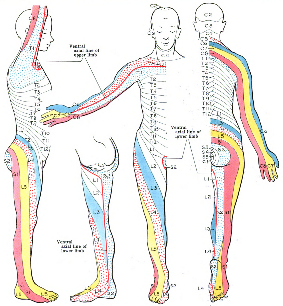 Dermatome Anatomy Wikipedia