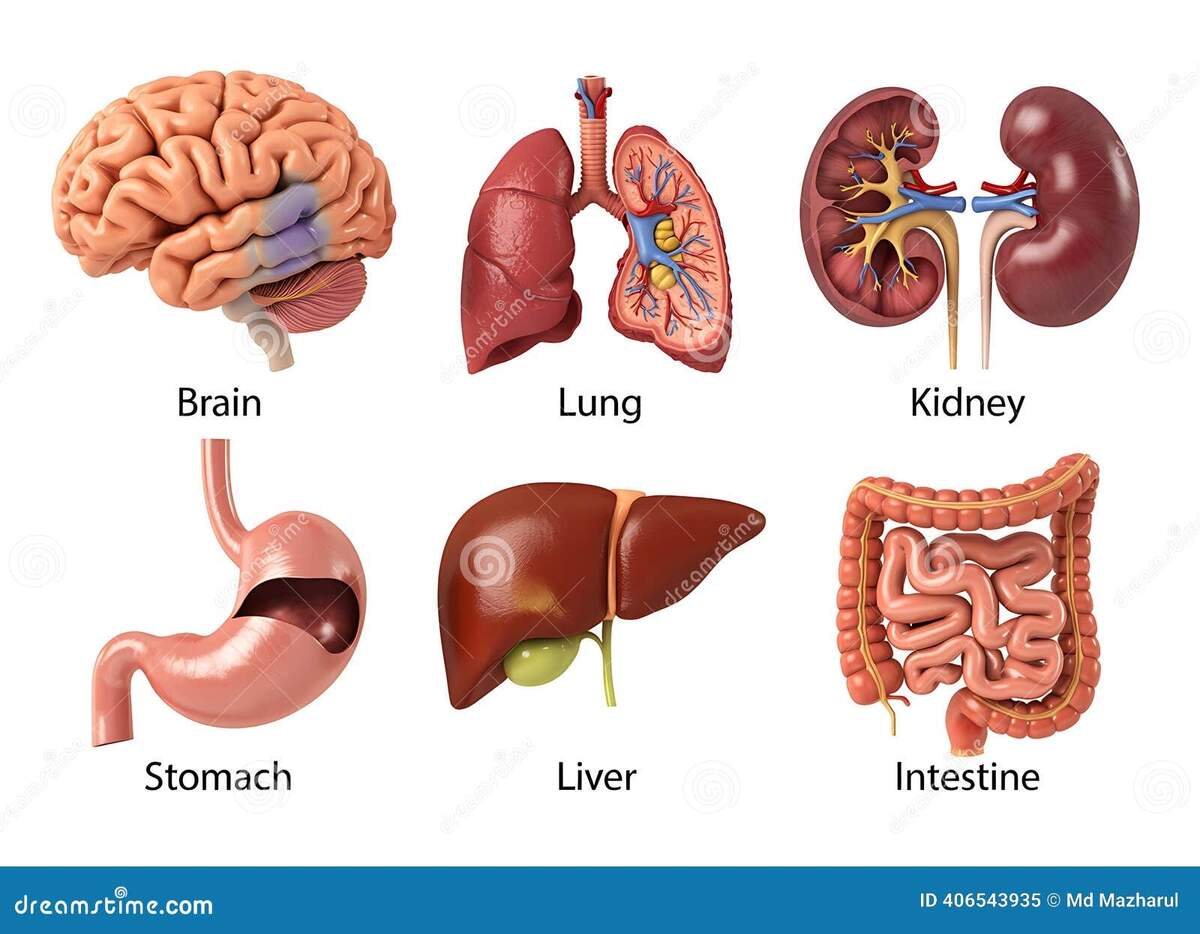 Detailed Human Organ Anatomy Chart Featuring Brain Lungs Kidneys Stomach Liver Intestines Stock Illustration Illustration Of Urinary Internal 406543935