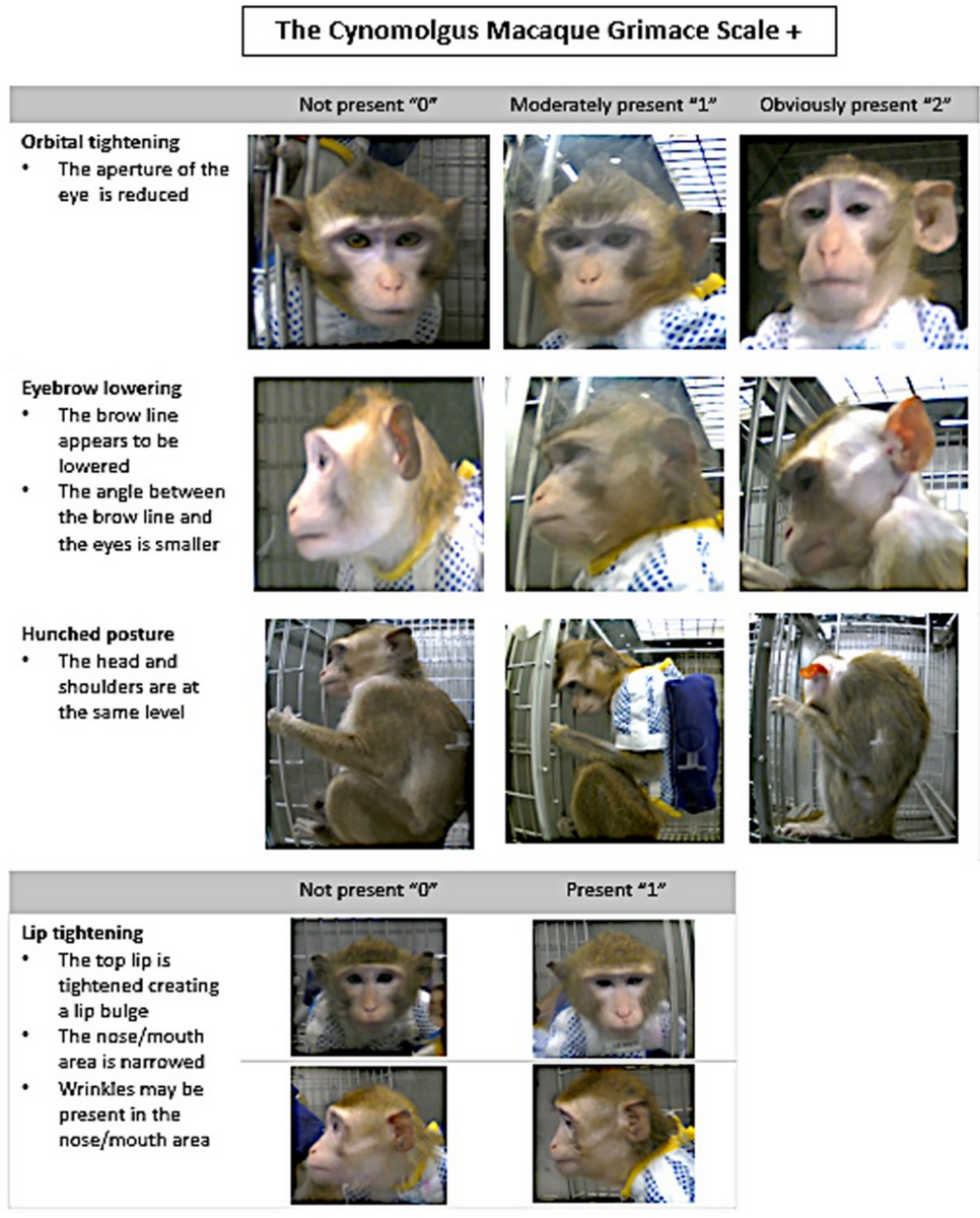 Frontiers Cynomolgus Monkeys With Spontaneous Type 2 Diabetes Mellitus Like Pathology Develop Alpha Synuclein Alterations Reminiscent Of Prodromal Parkinson S Disease And Related Diseases