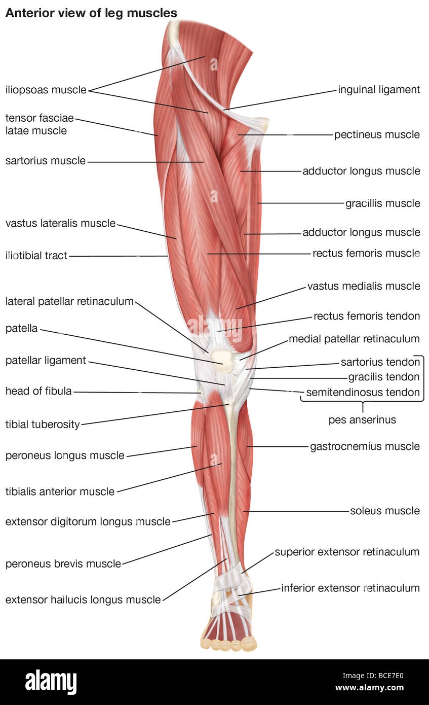 Diagram Of Leg Muscles Hi Res Stock Photography And Images Alamy