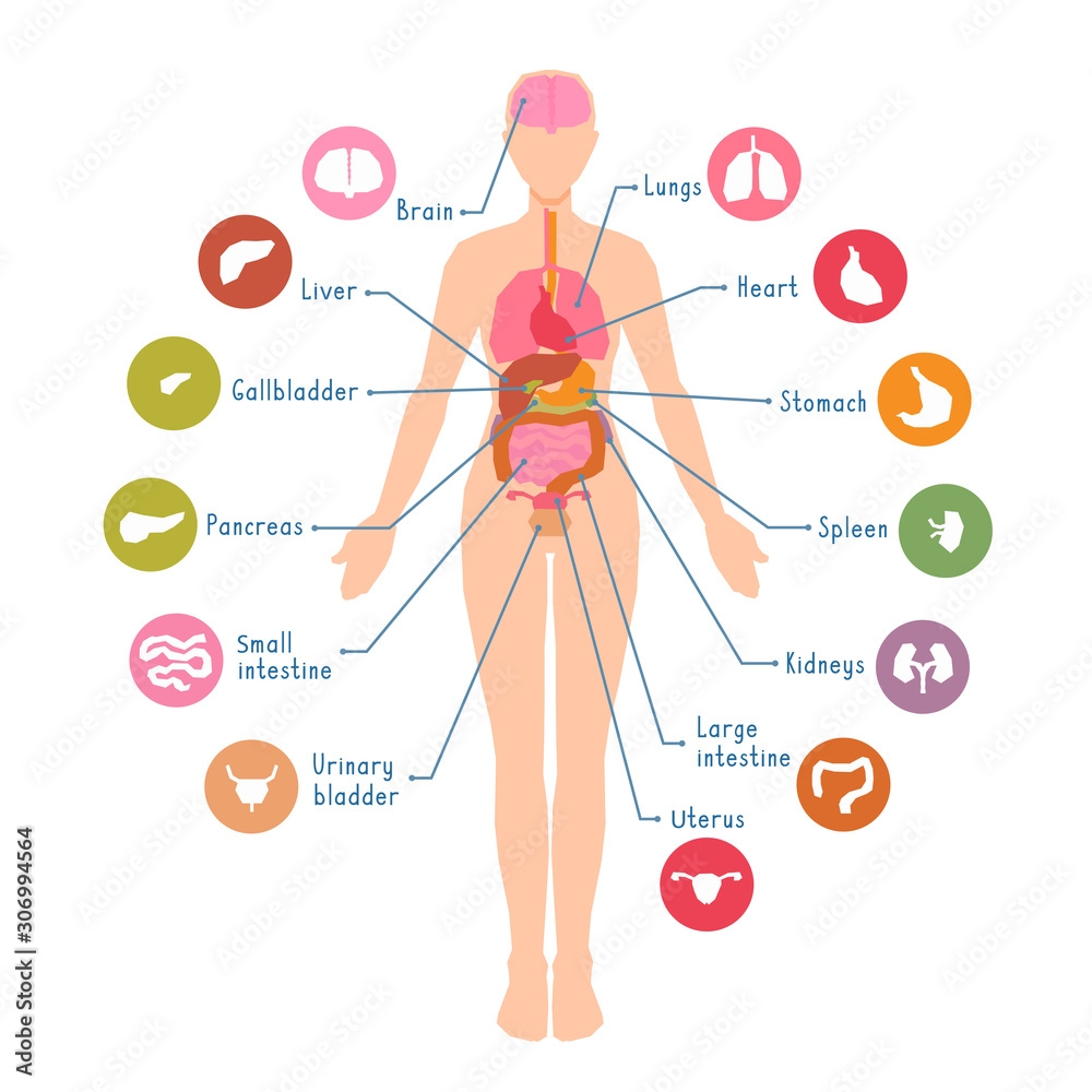 Diagram Of The Major Human Body Internal Organs Visual Teaching Aid Study Guide Inside Anatomical Structure Stock Vector Adobe Stock Organs In The Body Diagram List And Functions