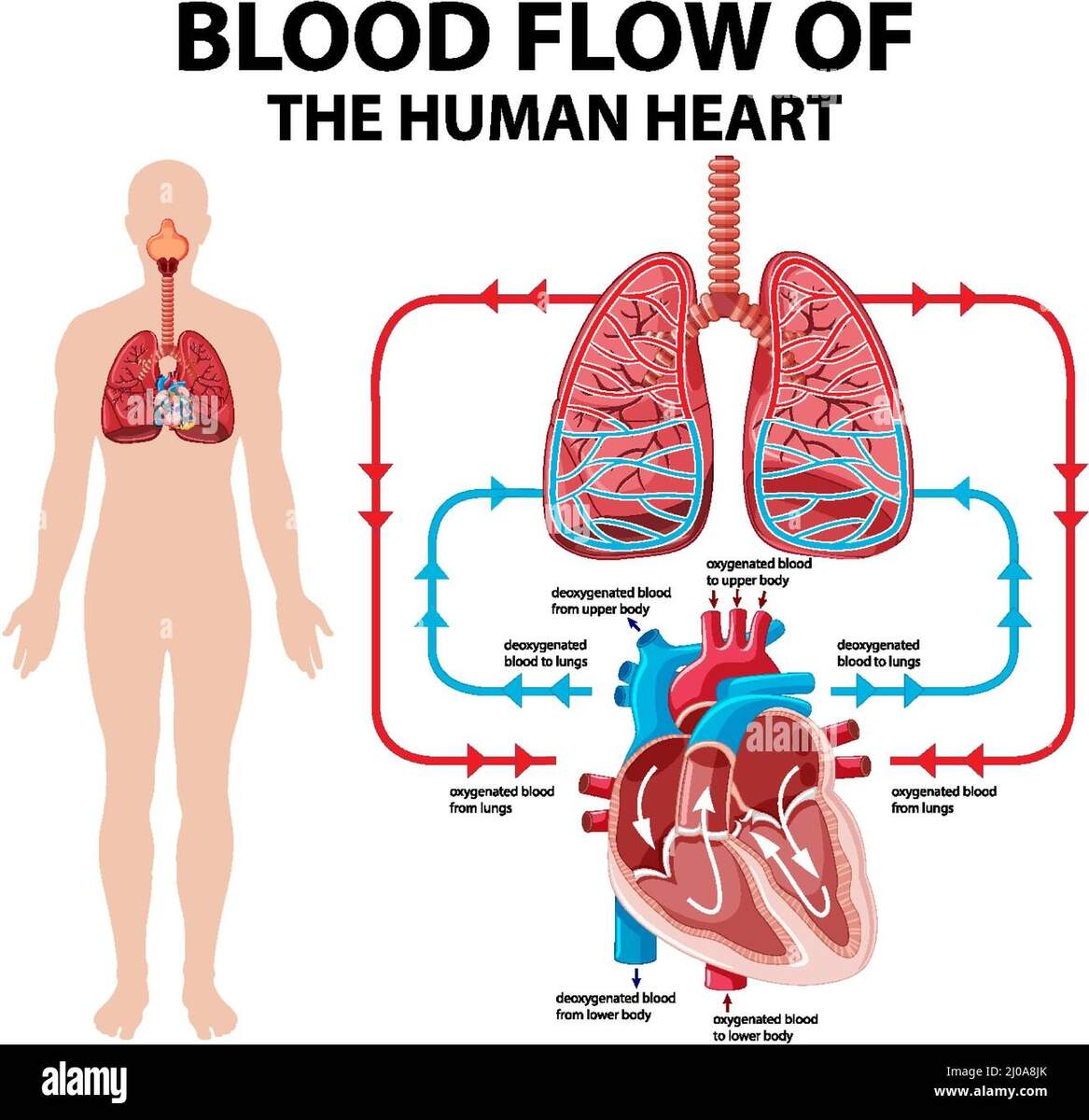 Diagram Showing Blood Flow Of Human Heart Illustration Stock Vector Image Art Alamy