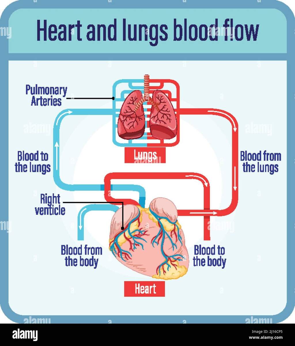 Diagram Showing Blood Flow Of Human Heart Illustration Stock Vector Image Art Alamy Diagram Showing Blood Flow Of Human Heart Illustration Stock Vector Image Art Alamy