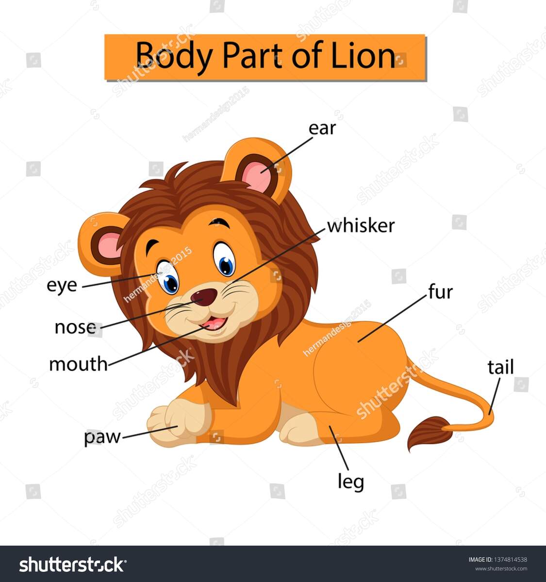 Diagram Showing Body Part Lion Stock Vector Royalty Free 1374814538 Shutterstock Body Parts Of The Lion Animals Anatomy In English For Kids Learning Words Stock Vector Image Art Alamy