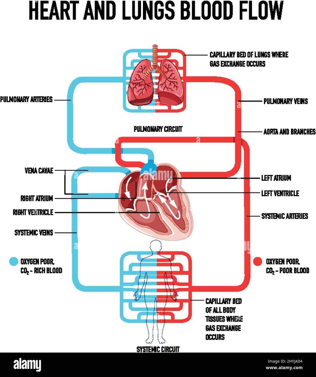Diagram Showing Heart And Lungs Blood Flow Illustration Stock Vector Image Art Alamy OpenStax AnatPhys Fig 20 2 Blood Flow Through The Heart English Labels AnatomyTOOL