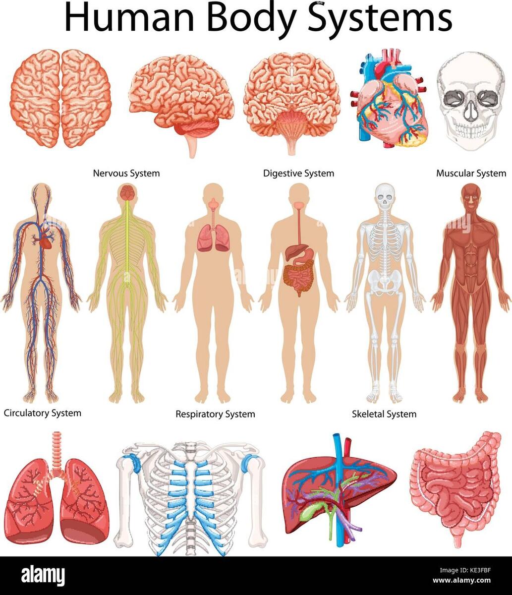 Diagram Showing Human Body Systems Illustration Stock Vector Image Art Alamy