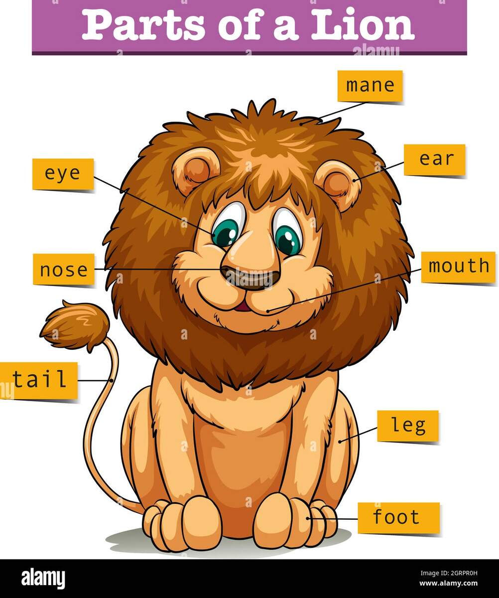 Diagram Showing Parts Of Lion Stock Vector Image Art Alamy Diagram Showing Parts Of Lion Stock Vector Image Art Alamy