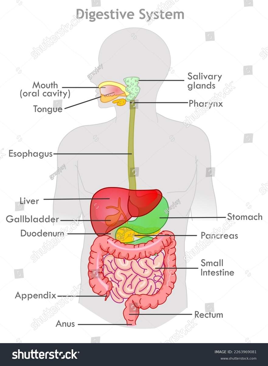 Digestive System Anatomy Diagram Human Organs Stock Vector Royalty Free 2263969081 Shutterstock