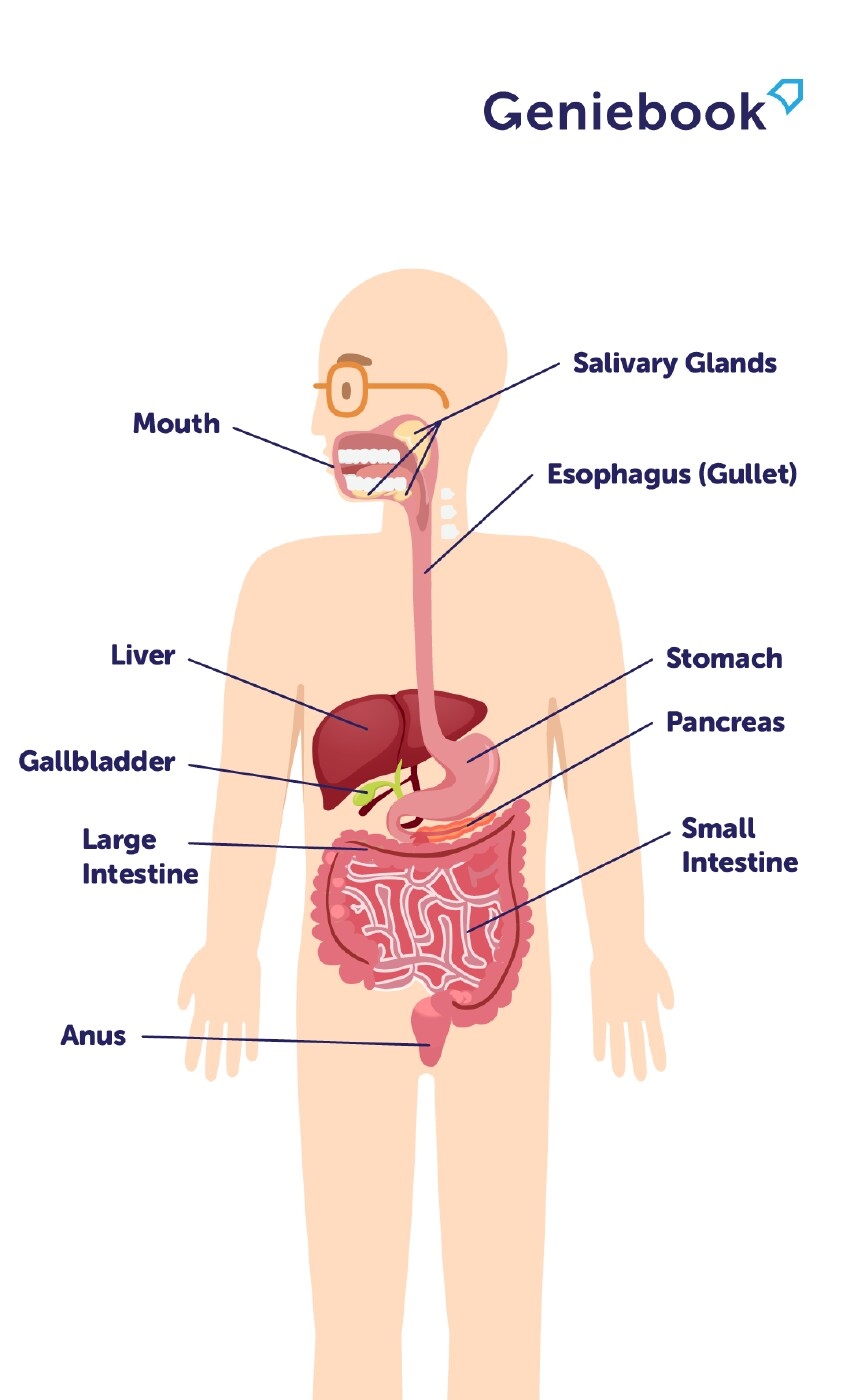 Digestive System And Its Function IBD Clinic