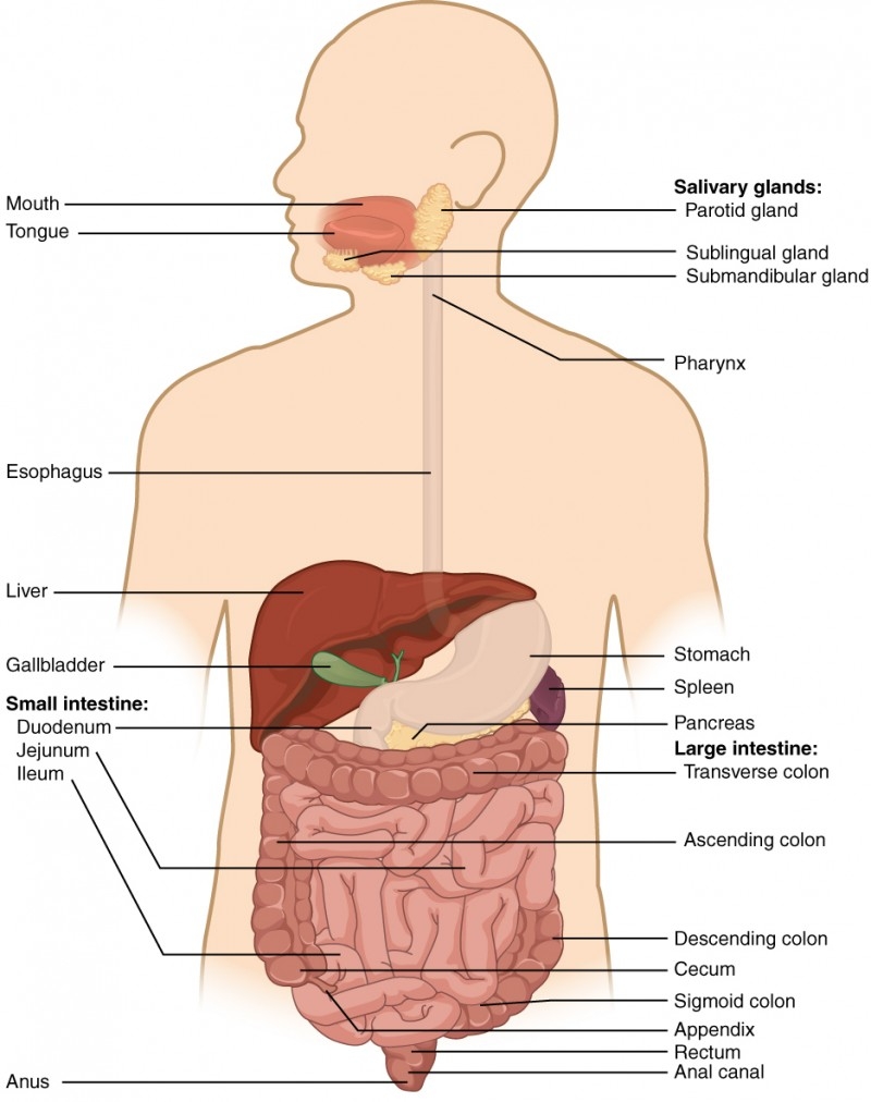 Digestive System Introduction BIO103 Human Biology