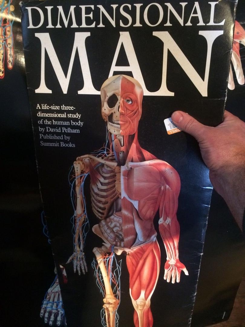 Dimensional Man 3D Life Size Anatomical Pop Up Wall Chart Use For Halloween 1901641583 Dimensional Man 3D Life Size Anatomical Pop Up Wall Chart Use For Halloween 1901641583