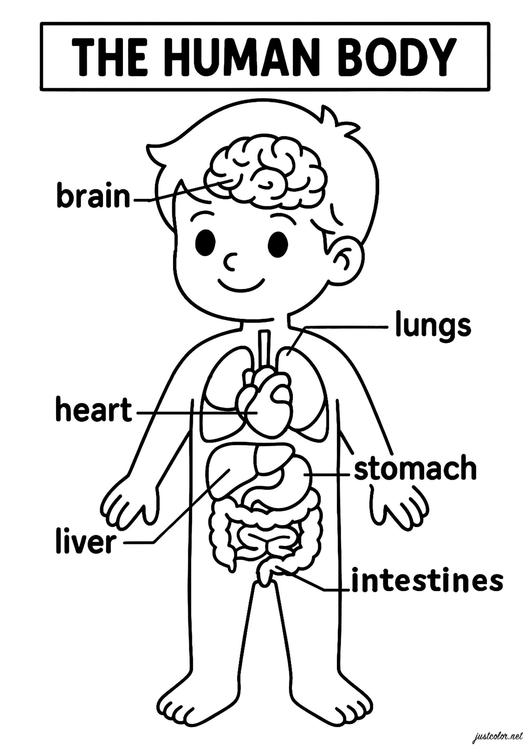 Human Anatomy Worksheets And Study Guides