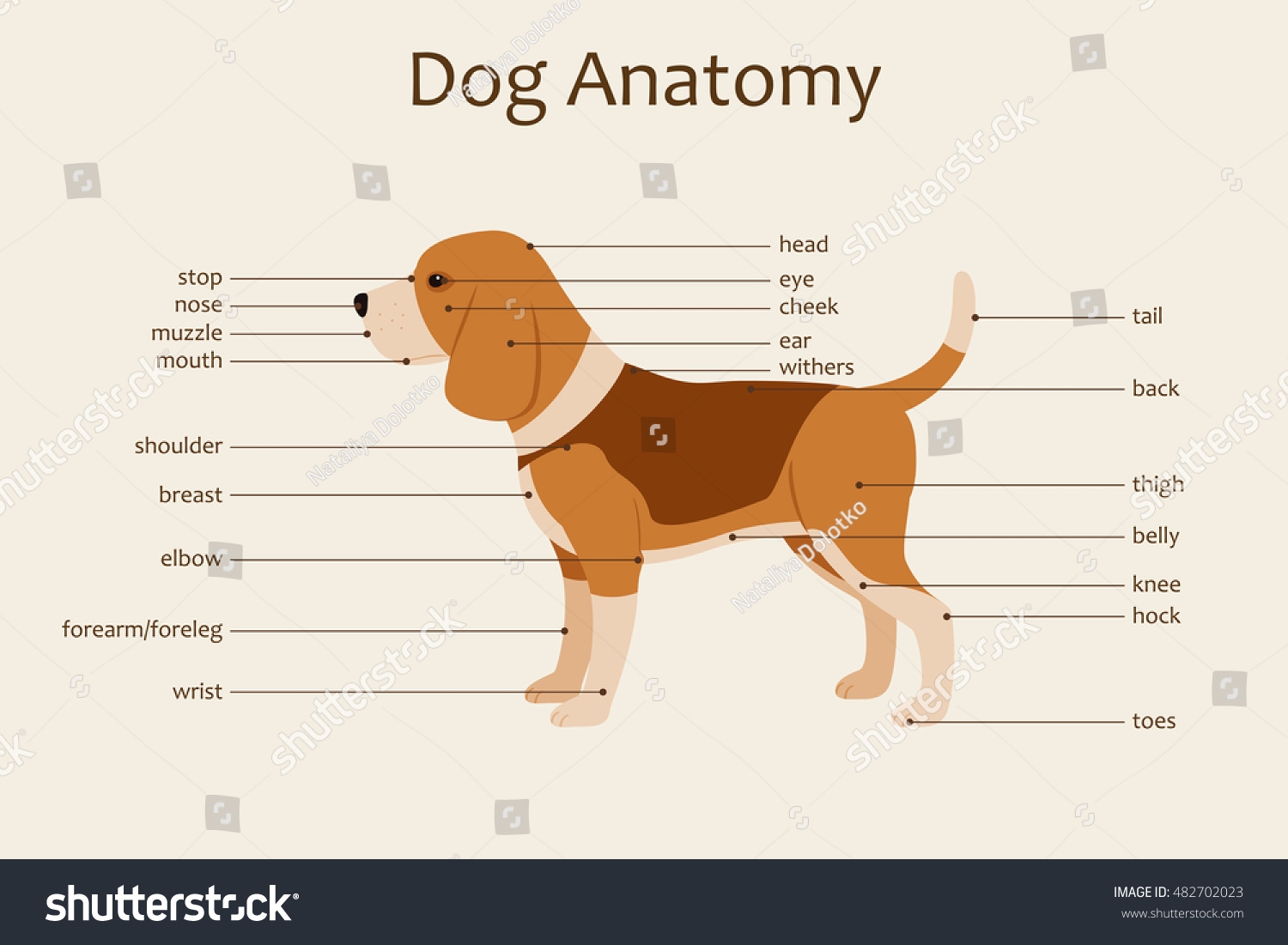 Dog Anatomy Veterinary Illustration Body Parts Stock Vector Royalty Free 482702023 Shutterstock