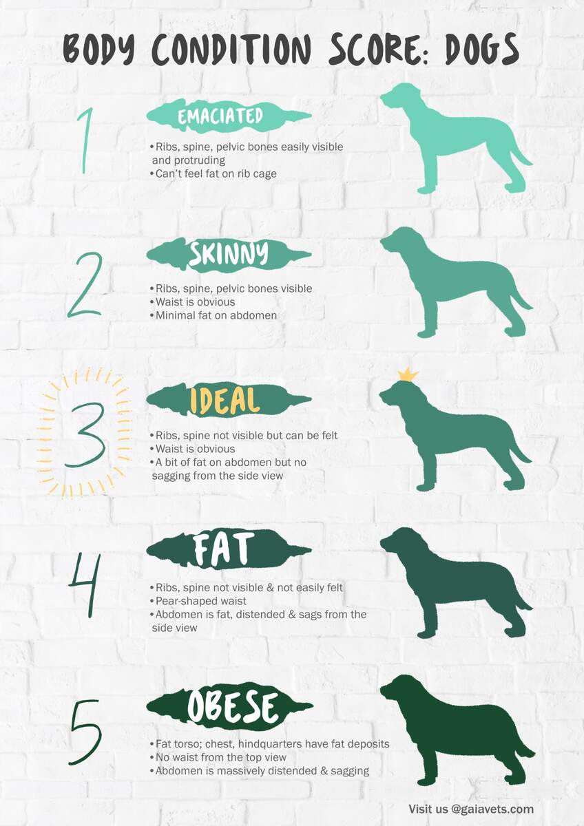 Dog Body Condition Score Chart Dog Body Condition Score Chart